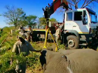 Equipe é especialista em devolver elefantes ao seu habitat