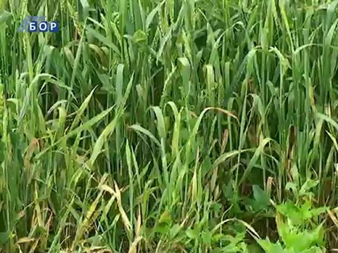 Selo moje, 10. jun 2012.