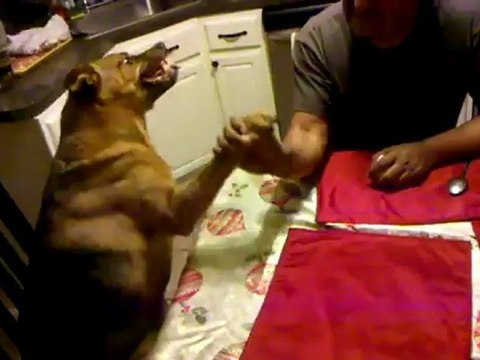 Bras de fer avec Kiko le chien