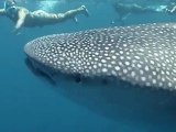 Requin Baleine aux Maldives - Sous l'Océan