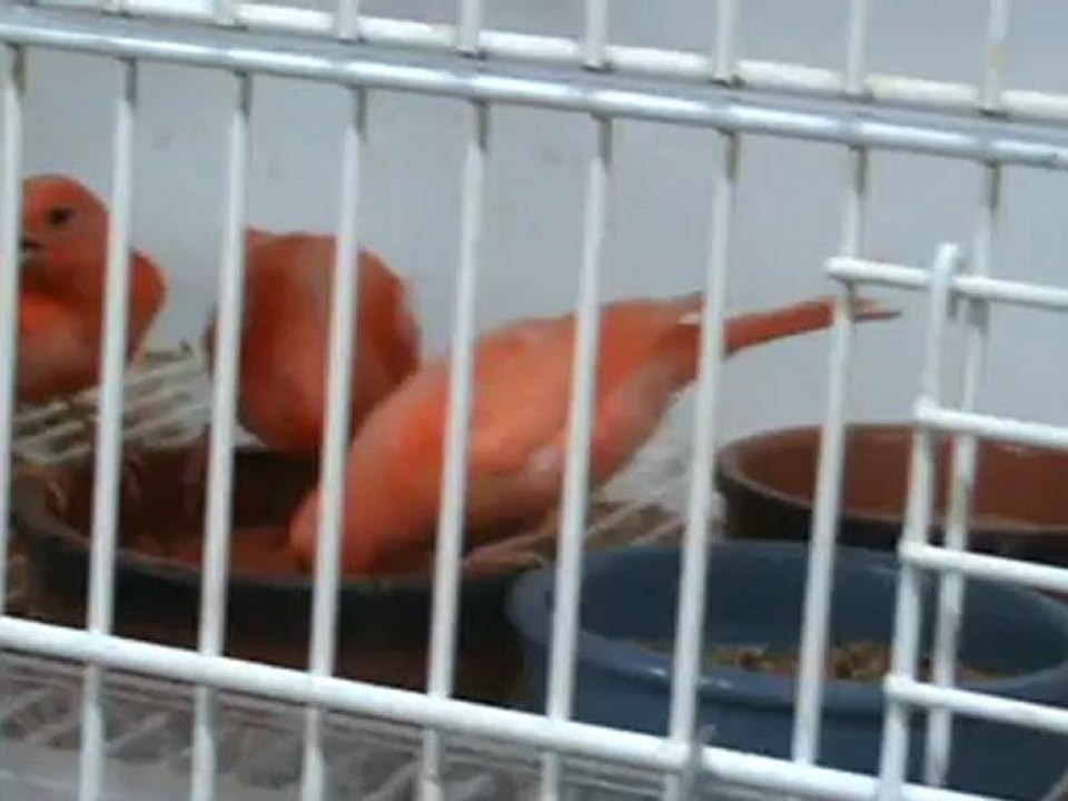 Distribution de pâtée