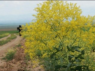 Grup Gülsesi-Evin Ocağın Yıkıla