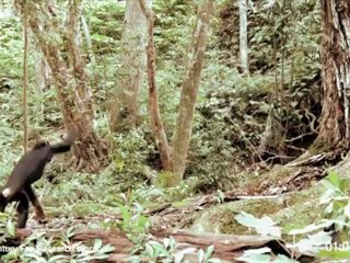 Rise of the Planet of the Apes - Viral MAchete