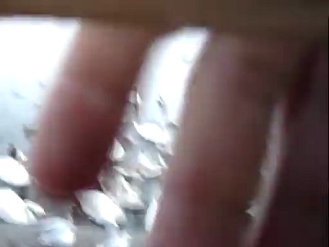 Wintering by polish birds within Vistula river i Krakow (Winter 2012)