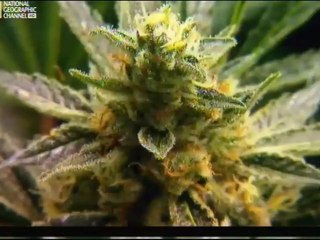 American Weed - Bataille à fort Collins