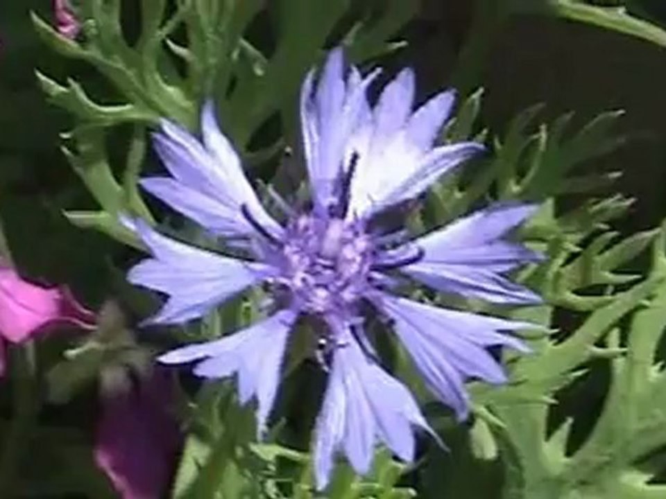 Notre jardin