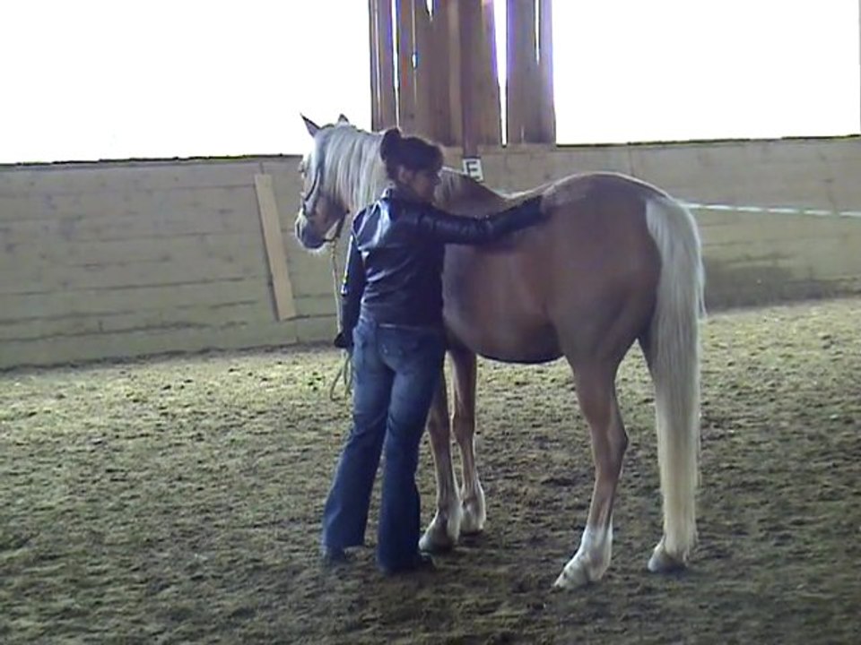 La relation être humain/cheval : miroir de soi