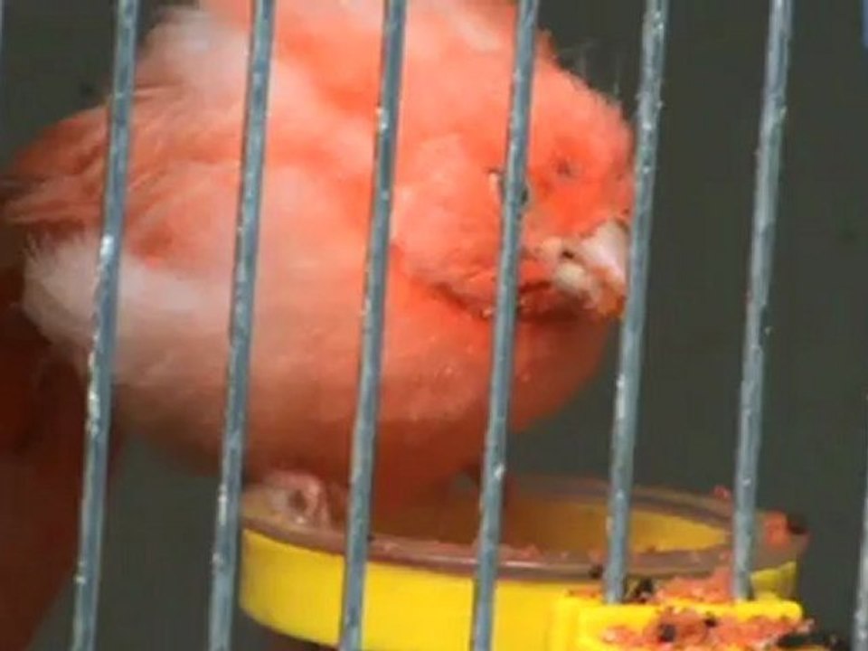 Dégustation de pâtée