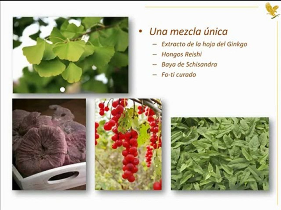 Ginkgo plus (2)