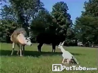 Baby Llama’s First Steps