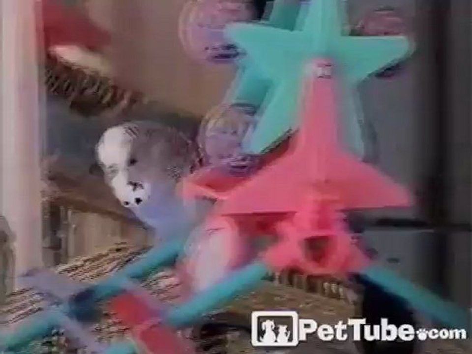 Bird Gets the Cold Shoulder