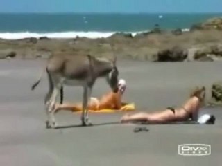 Eşek Turist Kızı Kesiyo