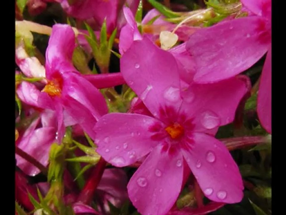 B J Thomas  ( Raindrops Keep Falling On My Head   / Yamaha Tyros 2  )