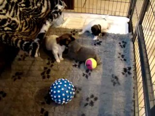 chiots phalènes : partie de jeux avec minette !