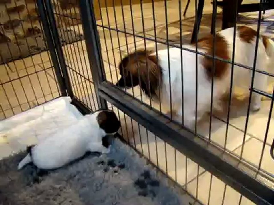 Vic (russkiy Toy) fait connaissance avec les chiots phalènes de Baby Doll...