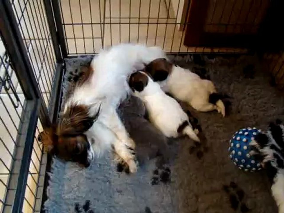 Pause déjeuner pour mes petits chiots phalènes et la minette ;-)