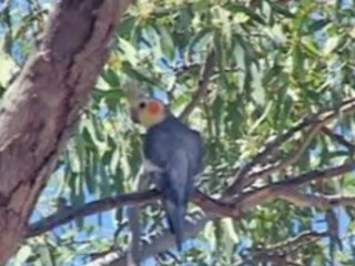 pillows feathers gossip and lies