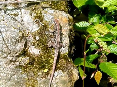 Le lézard des murailles