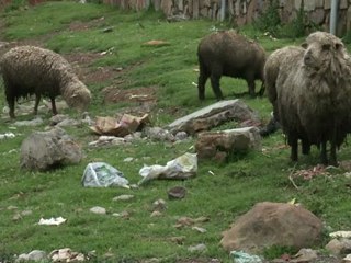 Le Titicaca, un lac pollué