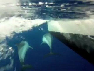 Rencontre magique de dauphins entre Ciutadella et Cadaques