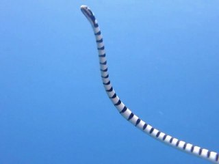 APO ISLAND Scuba Diving