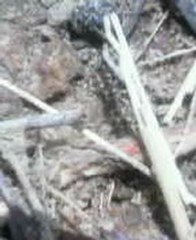 insecte en accouplement