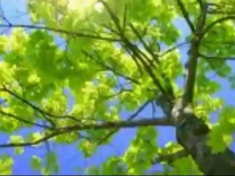 Tree Busters (262) 681-1567