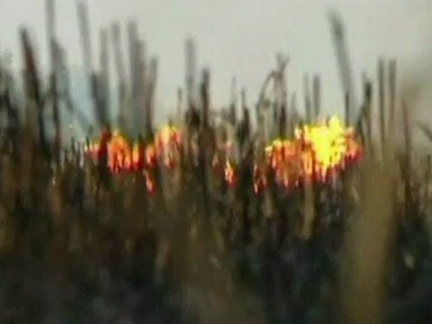 Parts of China shrouded in smog as farmers burn crops