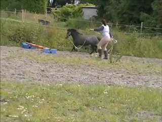 Adonff Tartifume femelle OC 2 ans 1m05