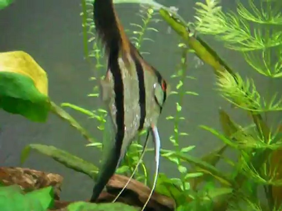 Reproduction scalaires 11, J6 début nage libre