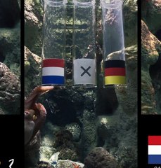 Pays Bas - Allemagne ? Qui donne-t-il gagnant ?