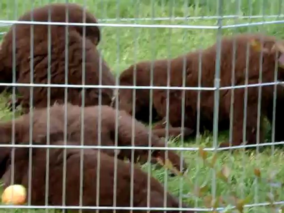 chiots Funny élevage de VALOYAN TERRE NEUVE MARRON BRONZE 12/06/2012