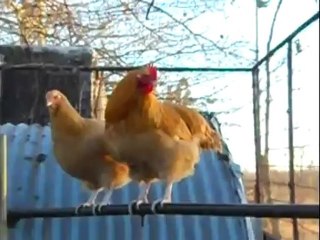 Chickins Lays Eggs For Me