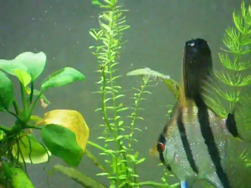 Reproduction scalaires 12, J6 nourriture alevins