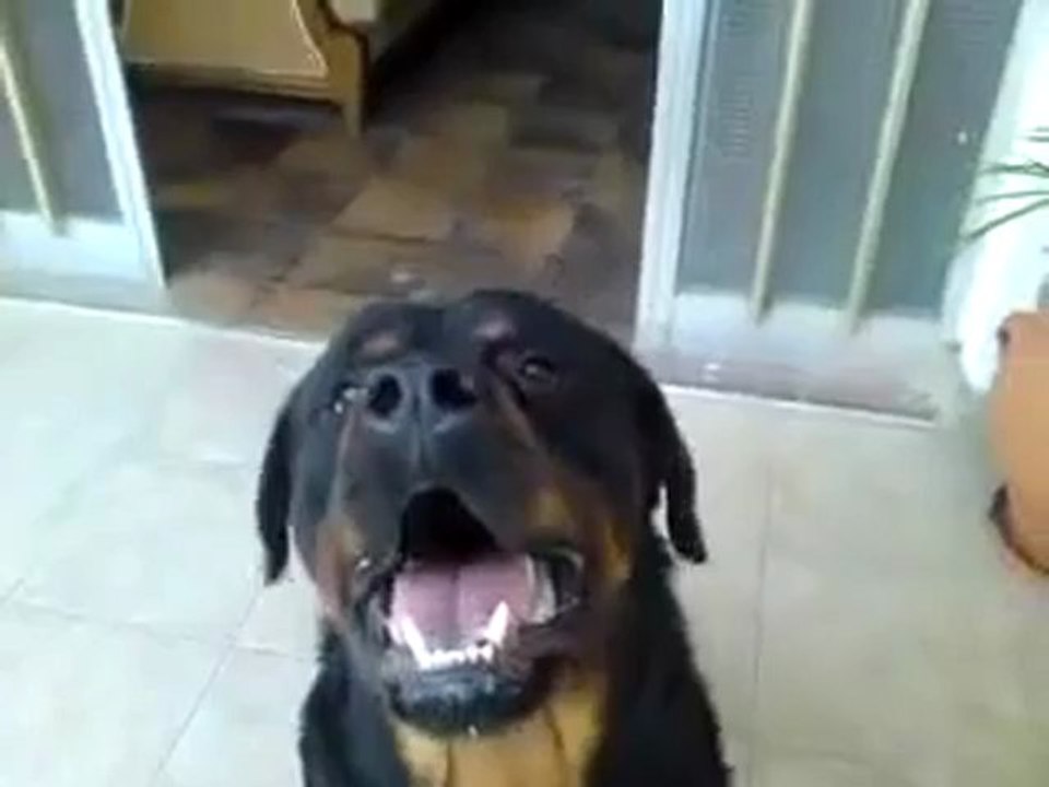 Rottweiler 2 (BLACKYS)
