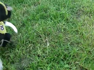 cavalier king charles