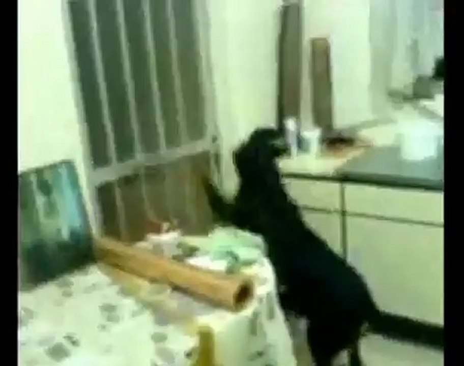Rottweiler 5 (BLACKYS)