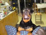 Rottweiler 7 (BLACKYS & TOY)