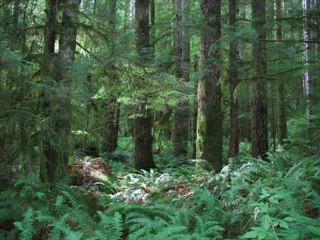 [SD Cover] Zelda: Link to the Past - Forest