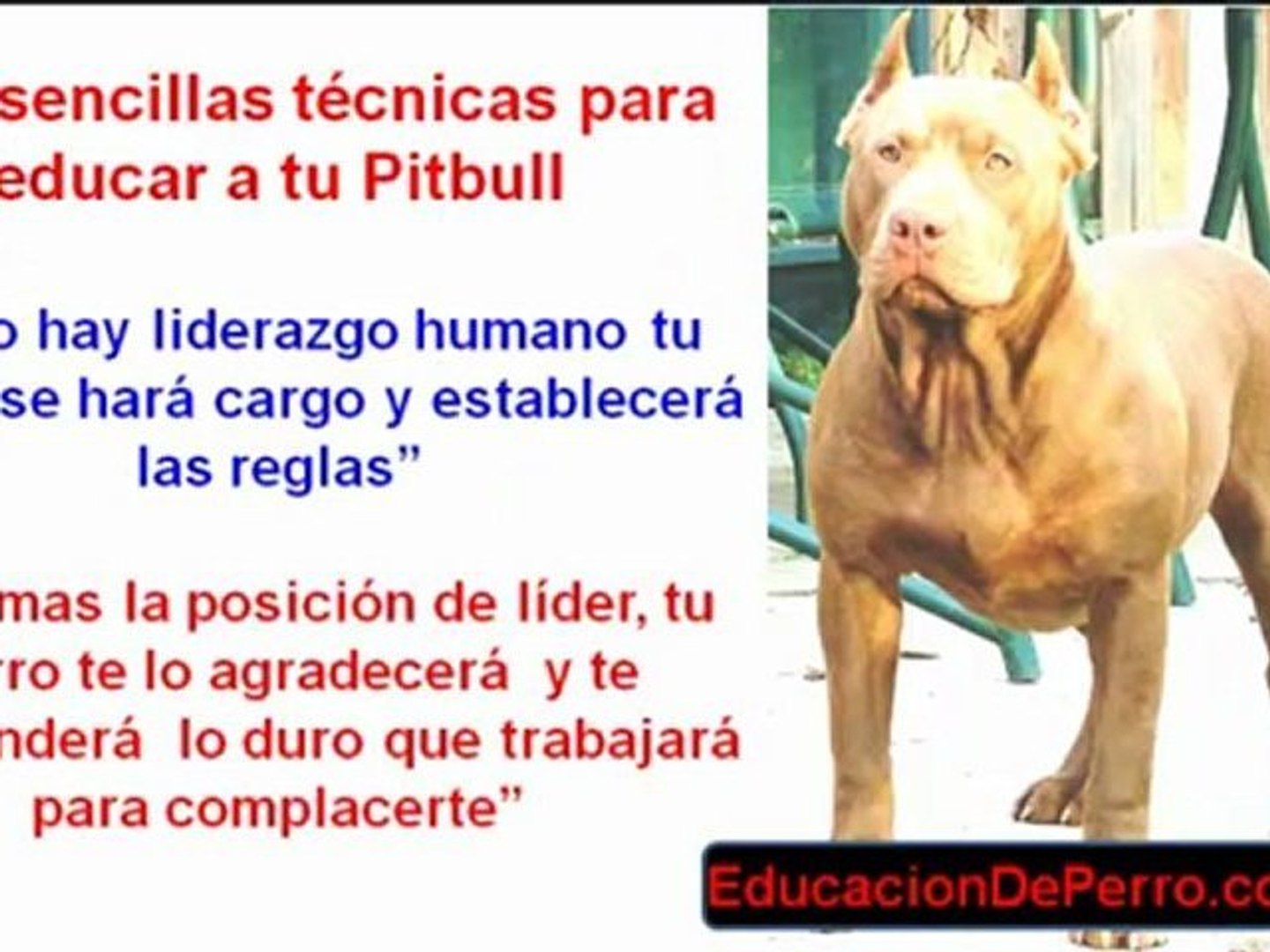 Como Educar A Un Pitbull - EducacionDePerro.com - Vídeo Dailymotion