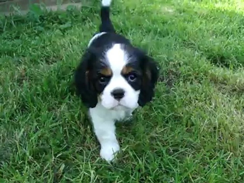 cavalier king charles