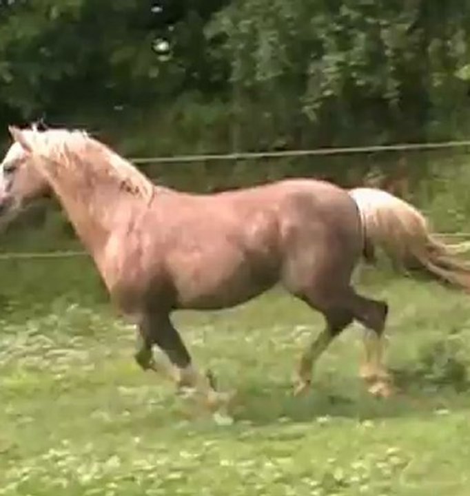 Wifi Tartifume mâle WB de 3 ans 1m27