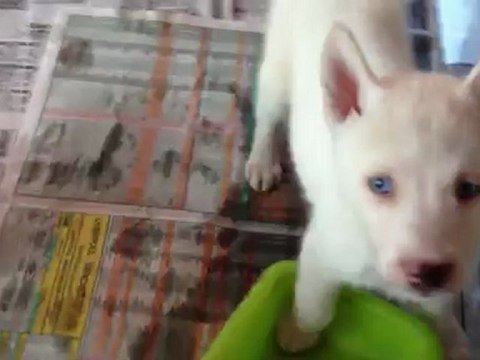 KAR BEYAZ SİBİRYA KURDU HUSKY YAVRULARİ SATİLİK 0 533 397 45 77