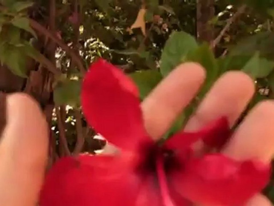 Le Palais de la Bahia - pulse4trip.com