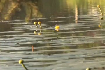 Nilüferleri koparmak cep yakacak