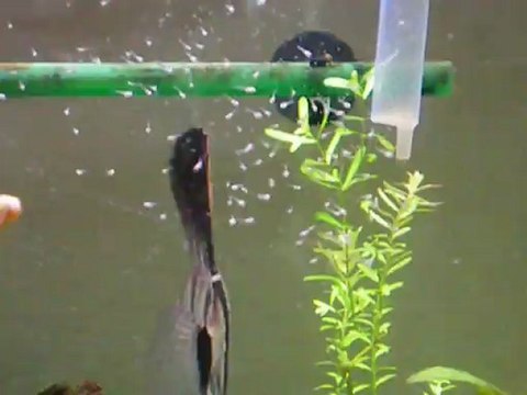 Reproduction scalaires 13, J7 nage libre