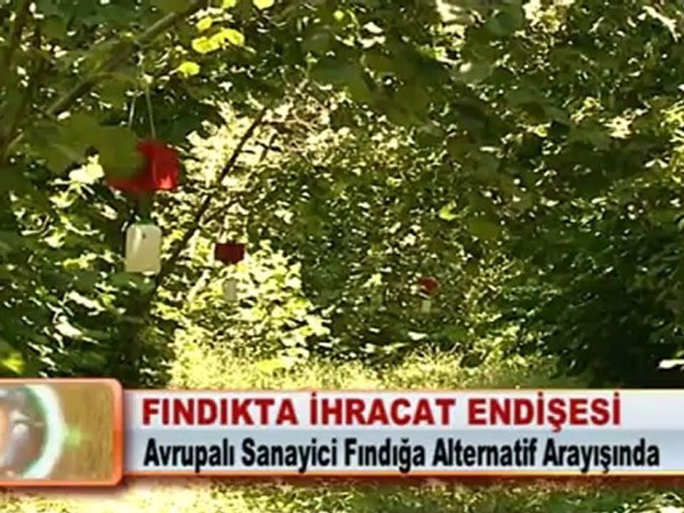 FINDIKTA İHRACAT ENDİŞESİ