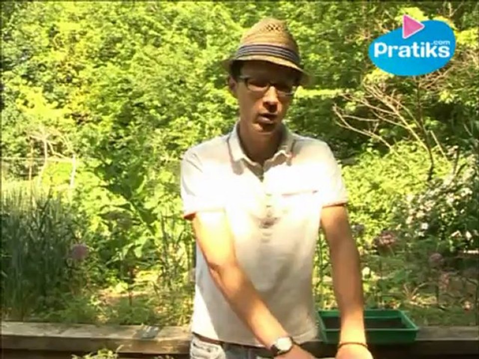 Semis en pot, division et plantation en pleine terre