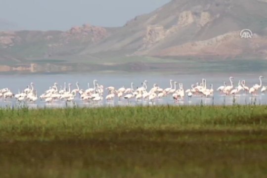 Flamingoların görsel şöleni