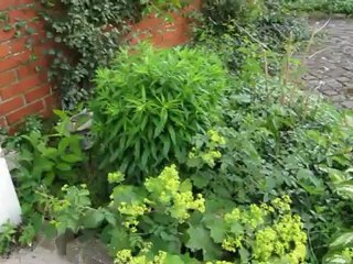 Min have, 13 juni, 2012